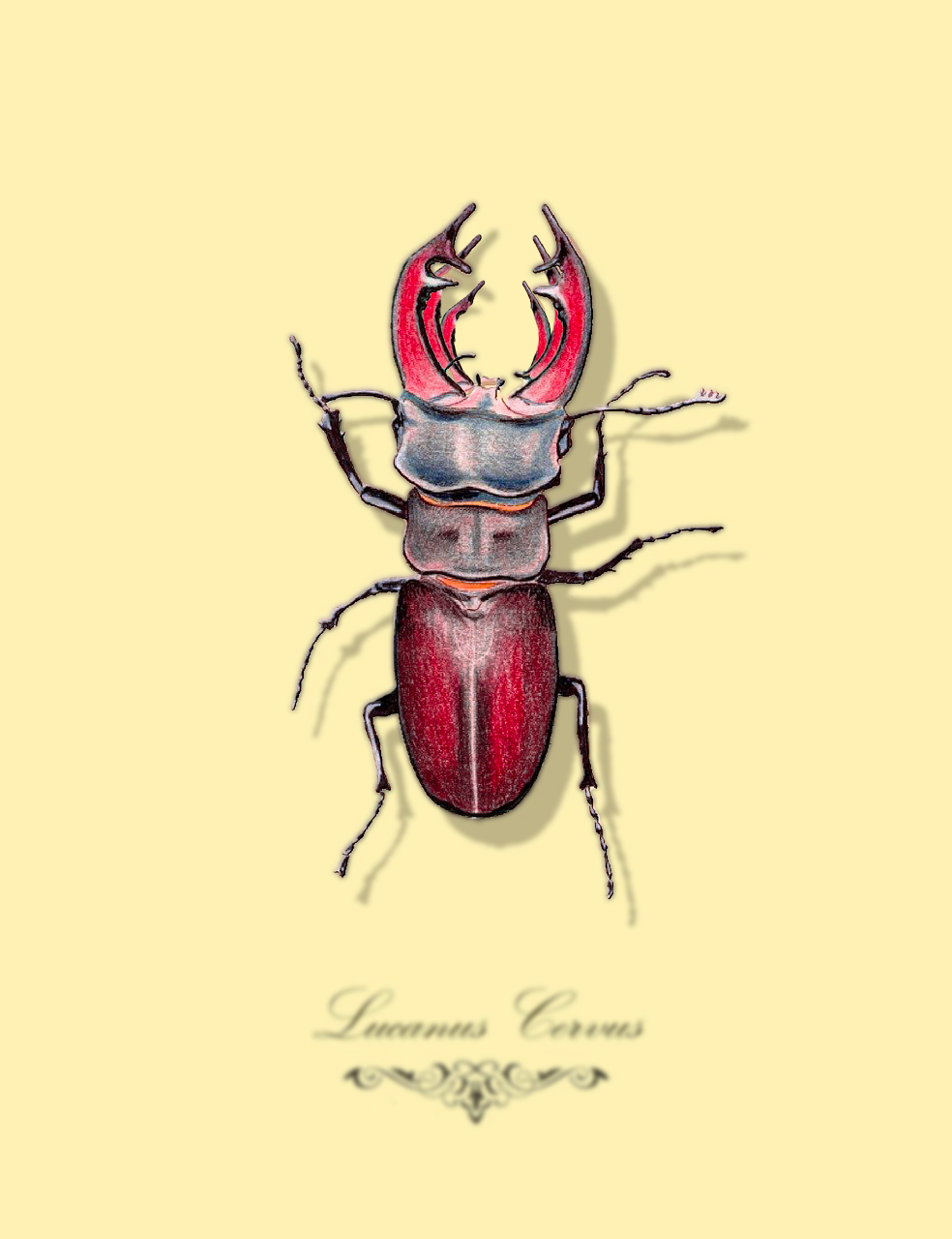 Geëvolueerd lieveheersbeestje